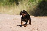 KING CHARLES SPANIEL 174
